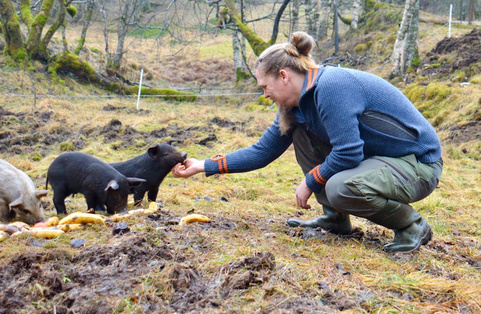 KOSEGRIS: Å få dyra tillitsfulle og trygge er viktig, meiner Kjetil Austvoll. Denne vesle grisen såg ut til å ha stor glede av å verta klappa på.  
