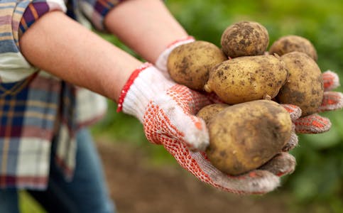 farming, gardening, agriculture and people concept - farmer holding potatoes at farm