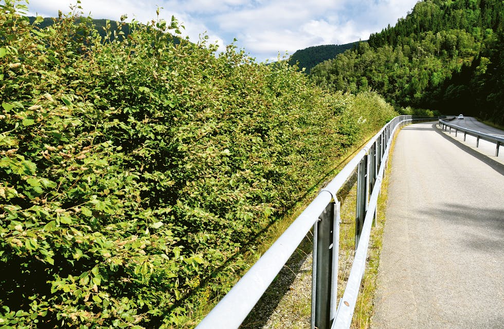 VERT HØGARE OG HØGARE: Skogen som veks opp mellom Frølandsvatnet og fylkesveg 49, tek utsikta frå både fotgjengarar, syklistar og køyrande. 