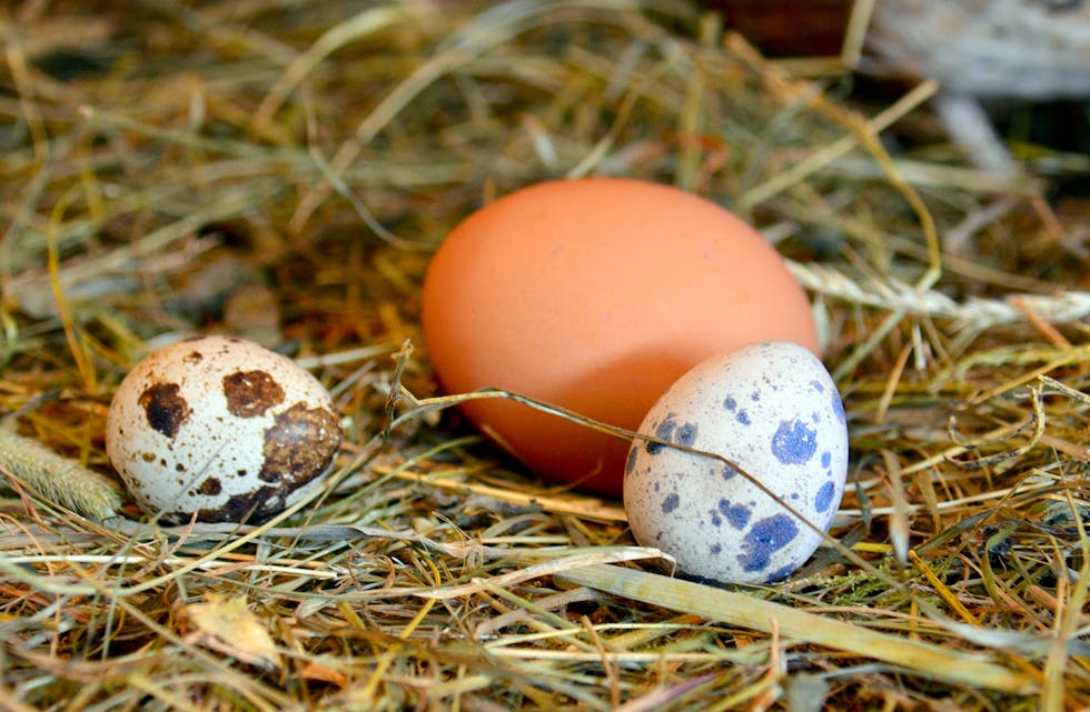 SMÅ, VAKRE OG VITAMINRIKE: Det store hønseegget er sunt, men små vaktelegg skal vera endå meir proppfule av alt som er bra for oss. Fine å sjå på er dei òg.