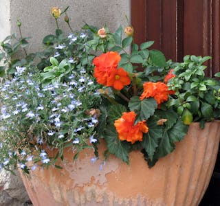 Flower pot with various flowers and plants on a step.