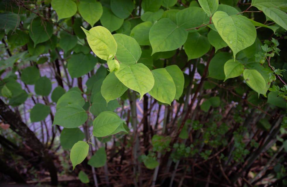 PRYDPLANTE FRÅ ASIA: – Me har for tida ikkje nokon måte å handtera desse uønskte plantane på. Viss me skal grava dei vekk, så er det ein veldig omfattande prosess, seier Veronika Skiftesvik Natås, kommunalsjef for sammfunnsutvkling.