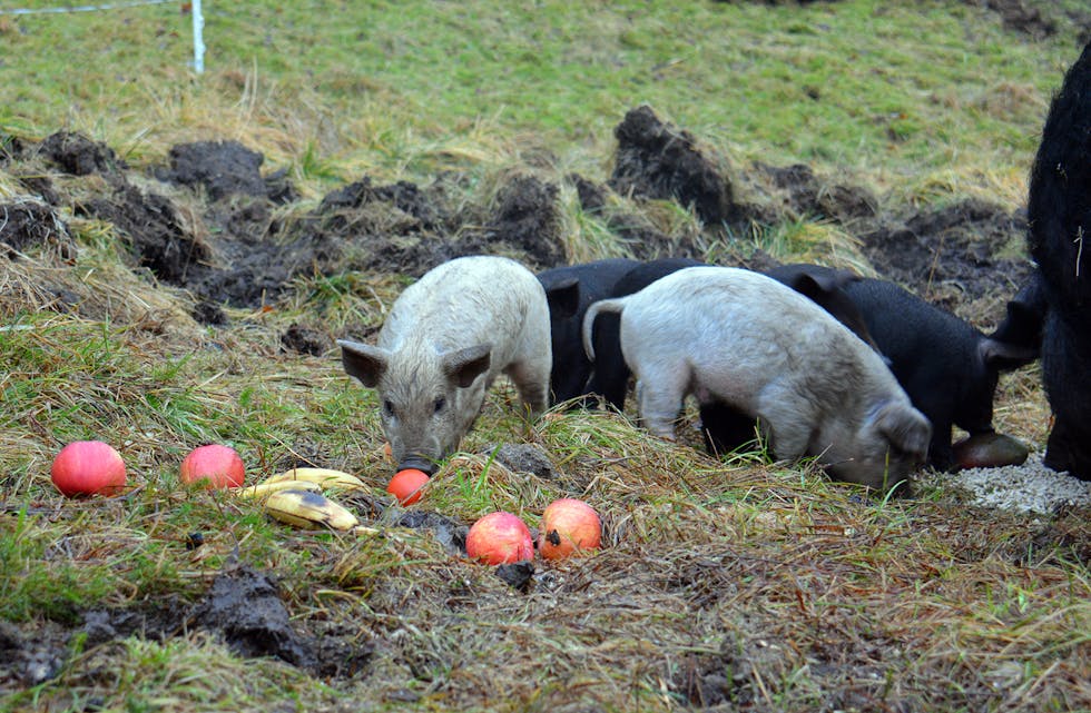 UTEGRISAR: Kortreist svinekjøt er blant det ein kan få kjøpt via REKO-ringen.