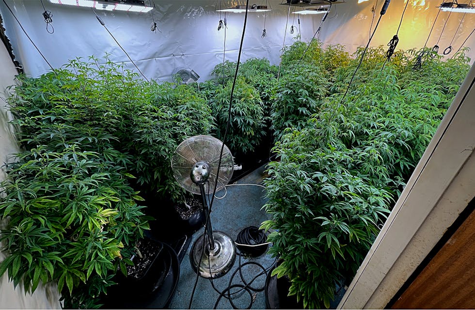 HASJPLANTASJE:
Slik såg det ut i ett av dei to husa i Samnanger der politiet aksjonerte sist vinter.