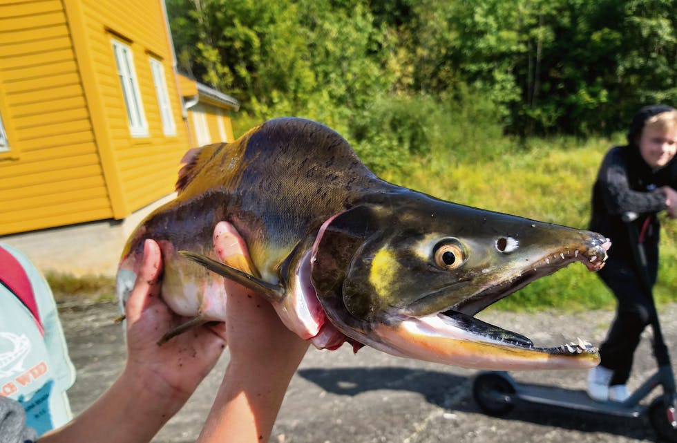 MED PUKKEL: All oppdrettsfisk og pukkellaks som fiskarane får på land, skal avlivast.